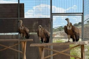 Τρία όρνια απελευθερώθηκαν στον Αράκυνθο