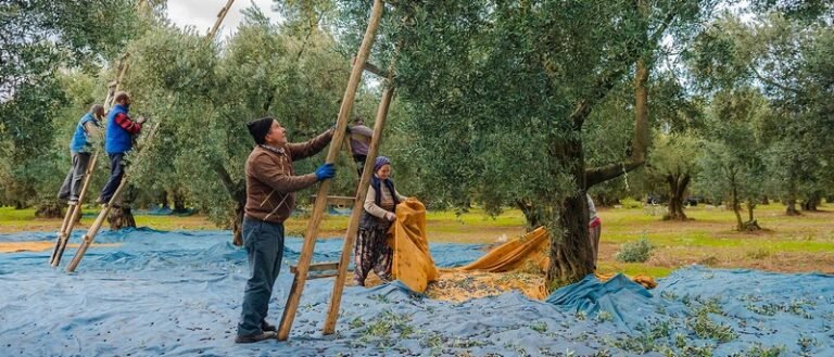 Εργάτες: Έλεγχοι για αδήλωτη εργασία μπλόκαραν συγκομιδές, πληρώνουν εργόσημα αλλά δεν φαίνονται ασφαλισμένοι, πρόβλημα με μετακλητούς