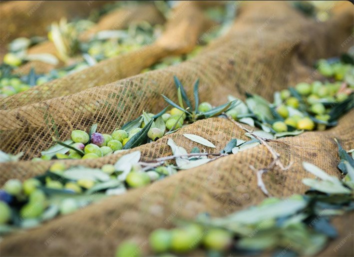 Συγκομιδή ελιάς: Πως τα ελαιόπανα κάνουν τη συλλογή ελιάς πιο εύκολη