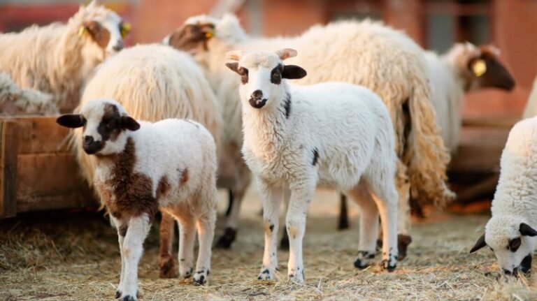 Αιτωλ/νία: «Παίζουν με τον αφανισμό των κοπαδιών» – Σκληρή καταγγελία για τους ελέγχους του ΟΠΕΚΕΠΕ