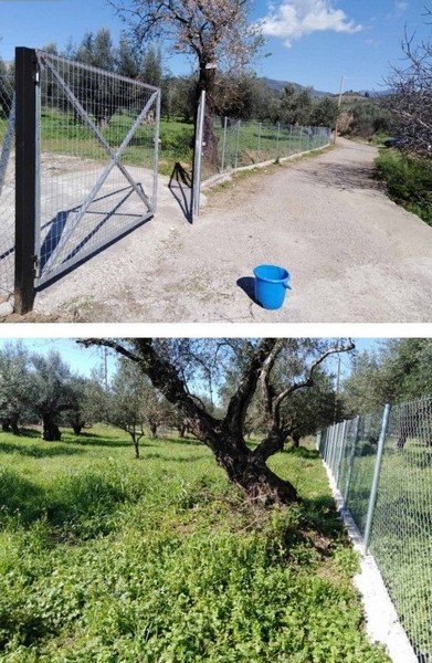 Πωλείται οικόπεδο με ελιές (φωτό)