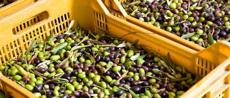 ΔΟΕΠΕΛ: Καλή εσοδεία αλλά πιέσεις από δασμούς και έλλειψη εργατών