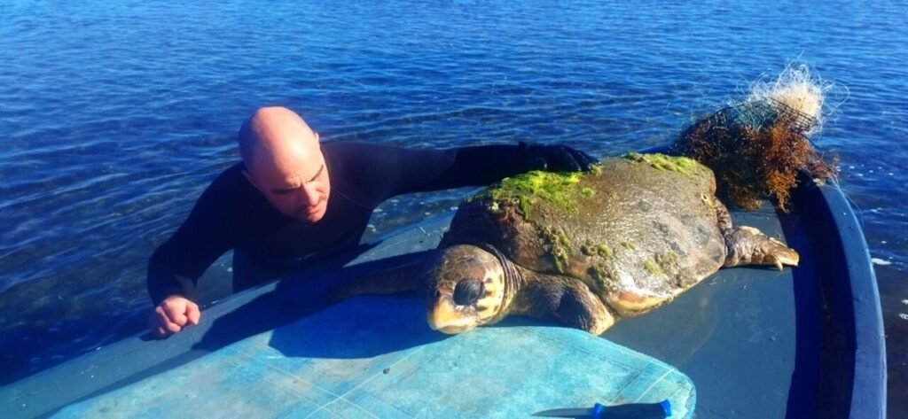 Εθελοντές διέσωσαν χελώνα caretta caretta στη λιμνοθάλασσα Μεσολογγίου-Αιτωλικού (εικόνες & βίντεο)