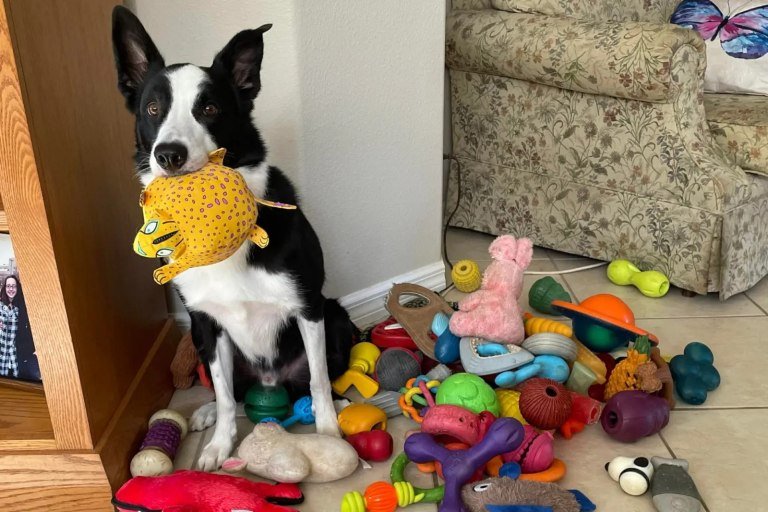 Πανέξυπνα σκυλιά μαθαίνουν νέες λέξεις κρυφακούγοντας τους ιδιοκτήτες