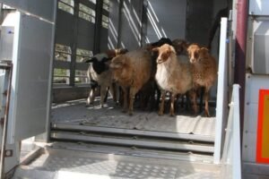 ΠΔΕ: Διαδικτυακό σεμινάριο για την απόκτηση επαγγελματικής ικανότητας μεταφορέα ζώντων ζώων