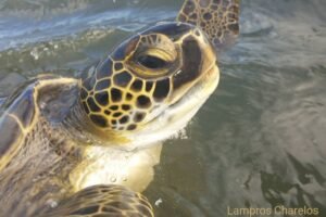 Σπάνια καταγραφή πράσινης θαλάσσιας χελώνας στη λιμνοθάλασσα Μεσολογγίου–Αιτωλικού (φωτό)