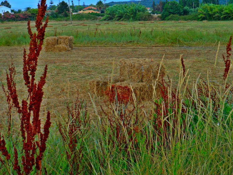 ΑΑΔΕ: Ανοίγει η ψηφιακή εφαρμογή για υπεύθυνη δήλωση κατοχής αγροτεμαχίων για την ΕΑΕ