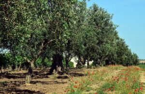 200.000 δένδρα… χωρίς χέρια